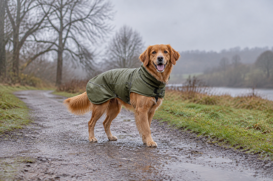 How to Keep Your Dog Warm and Comfortable During UK Winter Walks