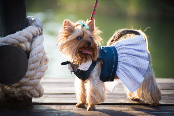 Dog wearing stylish pet clothing - pet outfits and accessories at Happy Furry UK