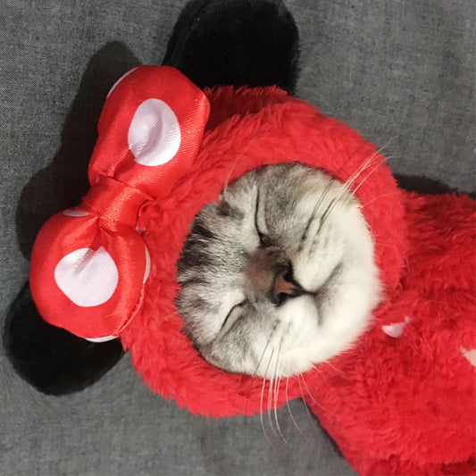 cat clothes kitten cute funny pet UK Happy Furry
