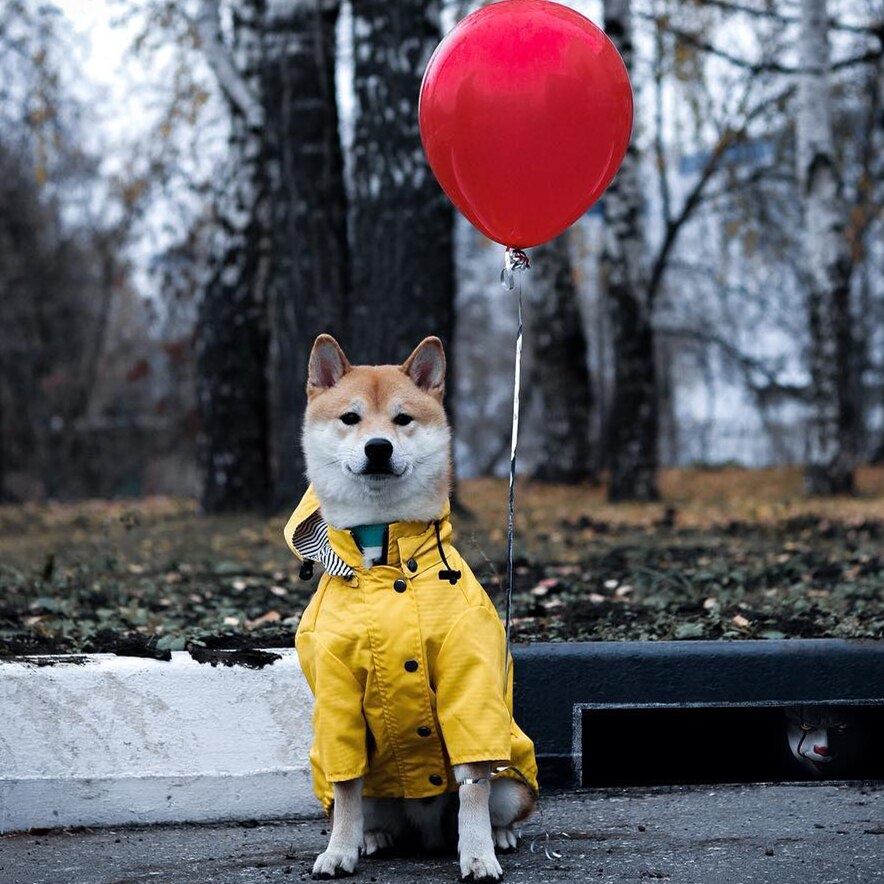 dog raincoat pet clothes rain water waterproof UK Happy Furry