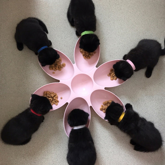 pet dinner plate stylish feeding dogs cats UK Happy Furry
