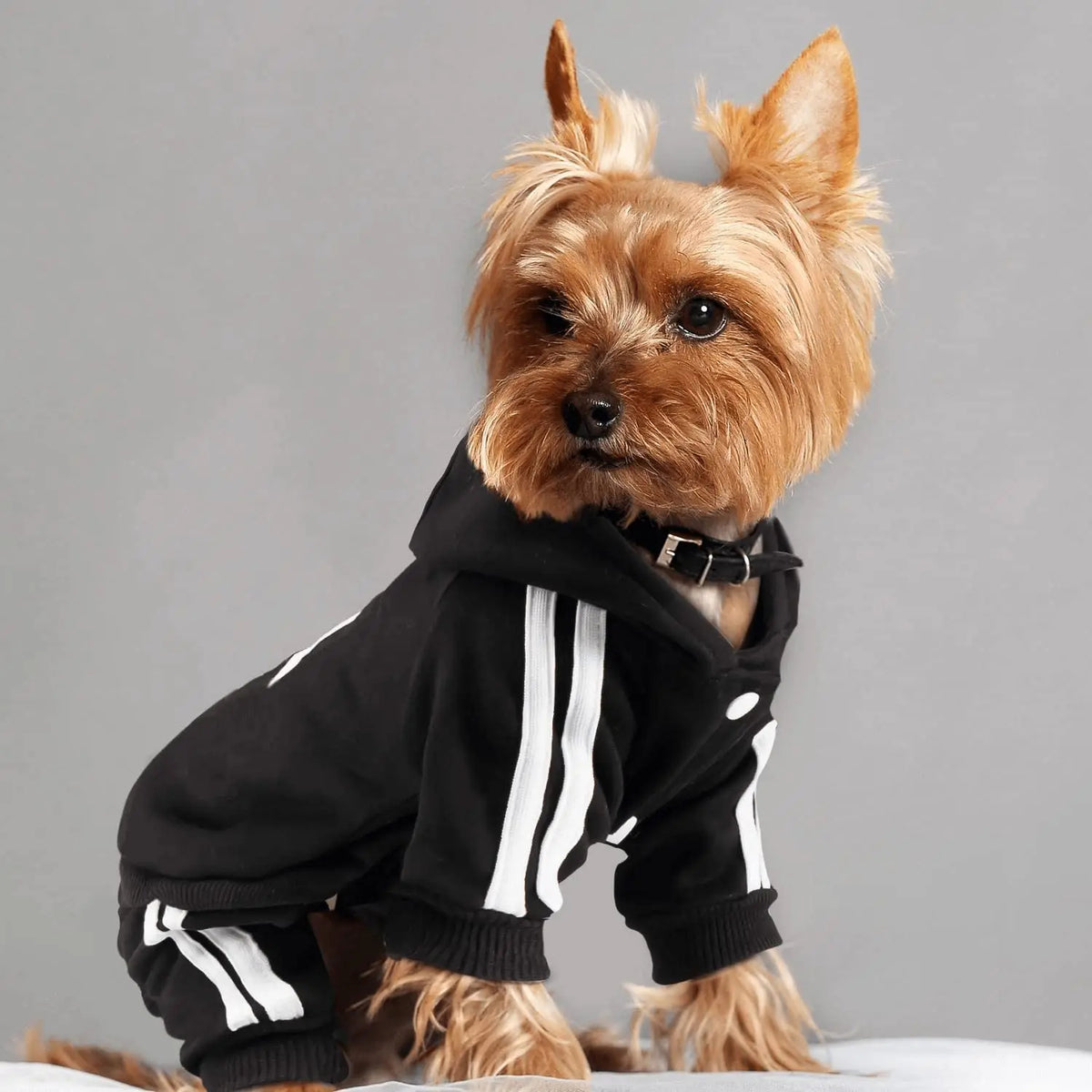 Spring Dog Jumpsuit Sports Suit for Small Dogs - Charming Pet Apparel for Terrier Beagle - Comfortable Clothing