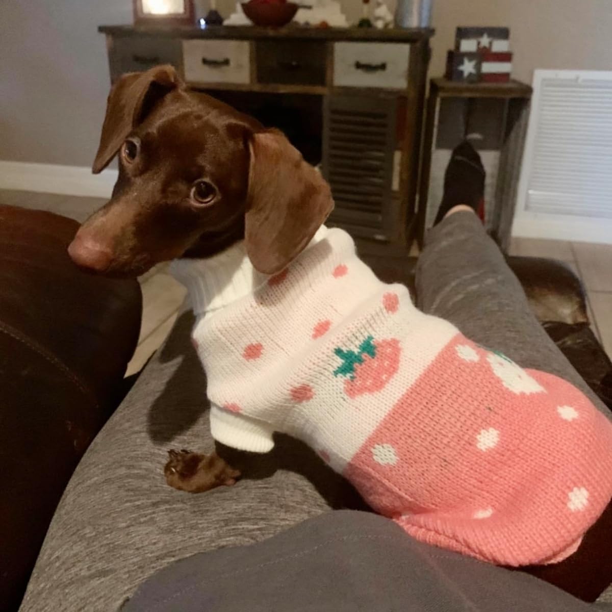 Knitted Turtleneck Sweater for Small Dogs & Cats