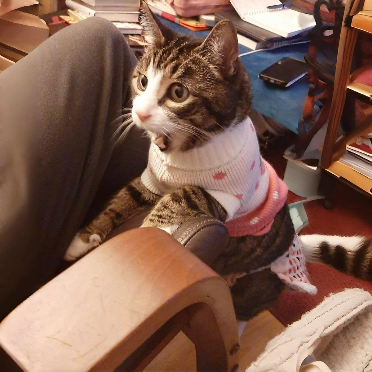 Knitted Turtleneck Sweater for Small Dogs & Cats