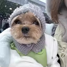 PACK OF 2 Cute Cover Head Dog Calming Earmuffs Warmth Anxiety Relief Pet Knitted Hat Breathable Noise-proof Puppy Cap