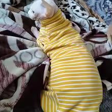 Winter Clothes For Cat, Stripped Cotton 4-legged Coat For Sphinx,Long Sleeves Undershirt For Kittens, Devon Rex Warm Jumpsuit
