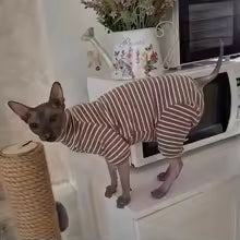 hairless cat winter clothes striped cotton jumpsuit sphinx devon rex UK Happy Furry