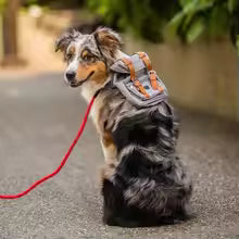premium retro British dog hiking backpack self carrying outdoor walking UK Happy Furry