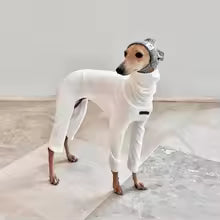 premium 4 leg cotton jumpsuit italian greyhound high neck sweatshirt whippet UK Happy Furry