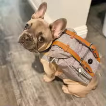 British style dog hiking backpack poop bag storage self carrying outdoor UK Happy Furry