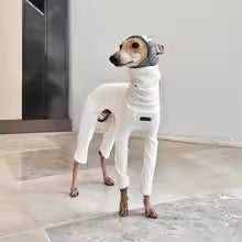 white cotton 4 legged jumpsuit high neck sweatshirt italian greyhound whippet UK Happy Furry