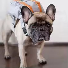 Retro British Dog Self Back Pack Carrying Hiking Bag Travel Packed Dog Poop Bags Backpack Dogs Self Outdoor Walking Pet Supplies
