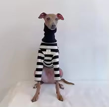 pet black white striped clothing italian greyhound spring summer shirt couple dog UK Happy Furry