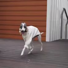 Female Dog Clothing Spring and Summer Princess White Bubble Skirt for Greyhound Sunscreen Fabric Whipbit Long Sleeves Soft Shirt