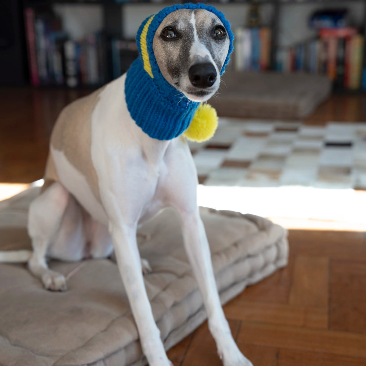 Whippet-Iggy Warm Knitted Pet Hat, Striped, Italian Greyhound, Winter